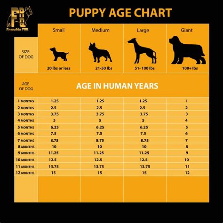 Can a dog still remember you after years?