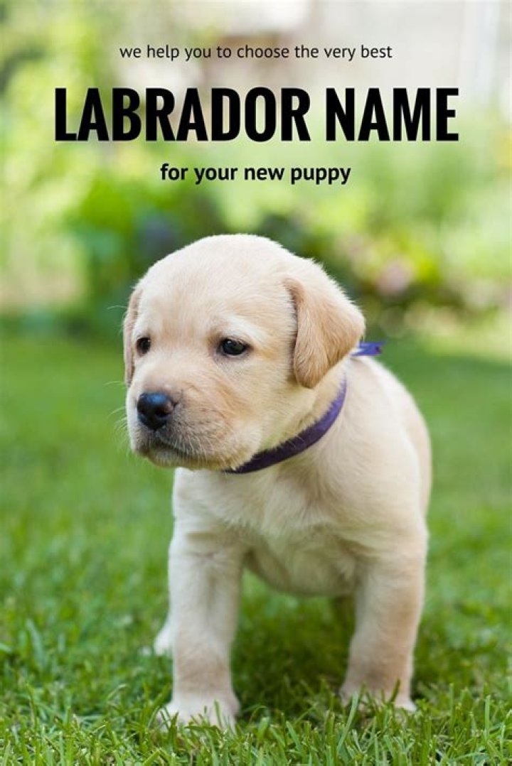 Can you name your dog Bob?