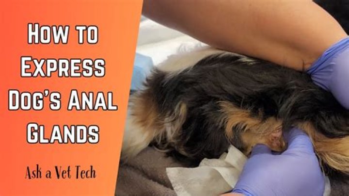 How do you tell if my dog needs his glands expressed?