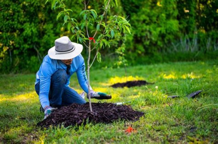 Is planting trees a tax write off?
