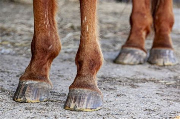 Is salt water bad for horses hooves?