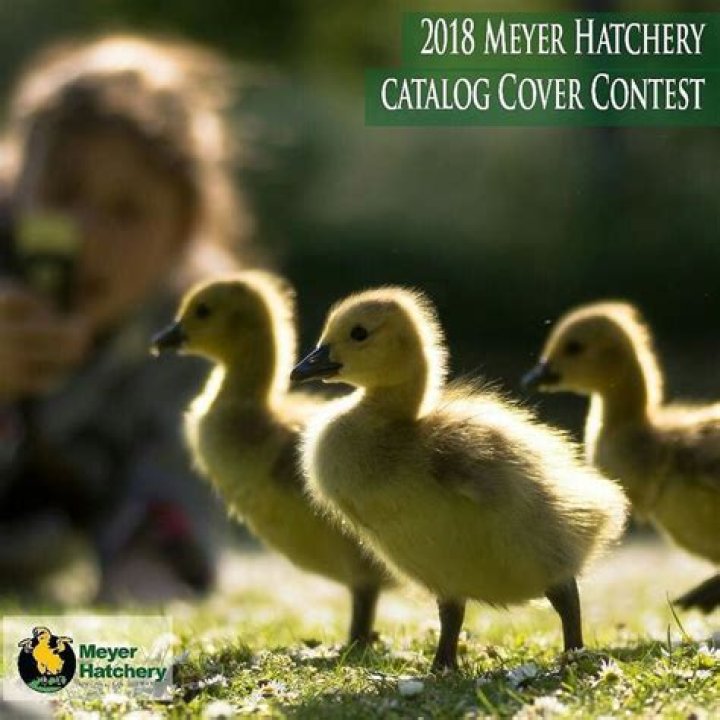 Uncover Poultry Success Secrets With Meyer's Hatchery