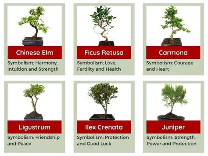 What are bonsai trees a sign of?