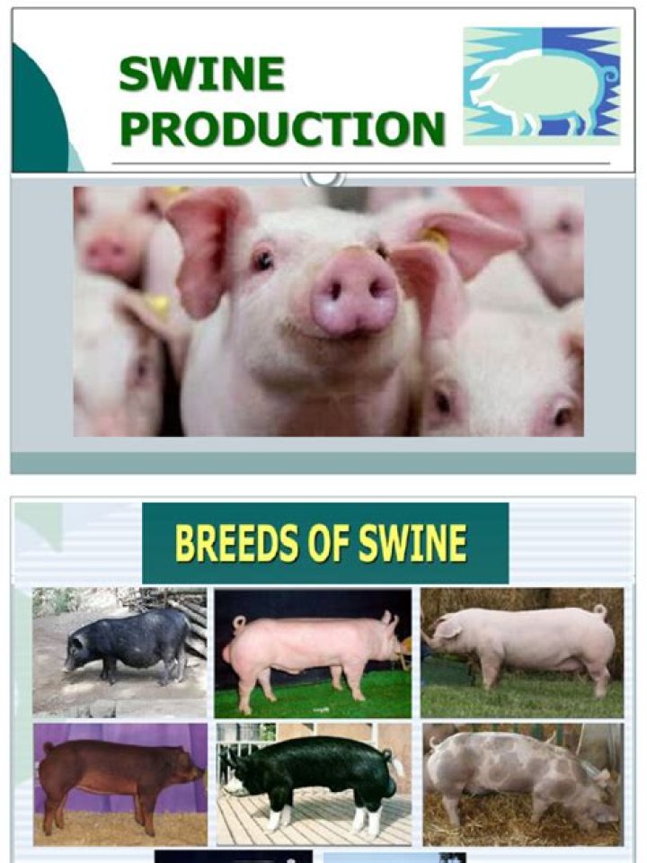 What are the top 3 states in swine production?