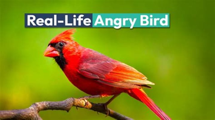 What does bot mean in real life?