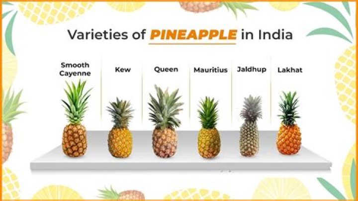 What is the price of pineapple in India?
