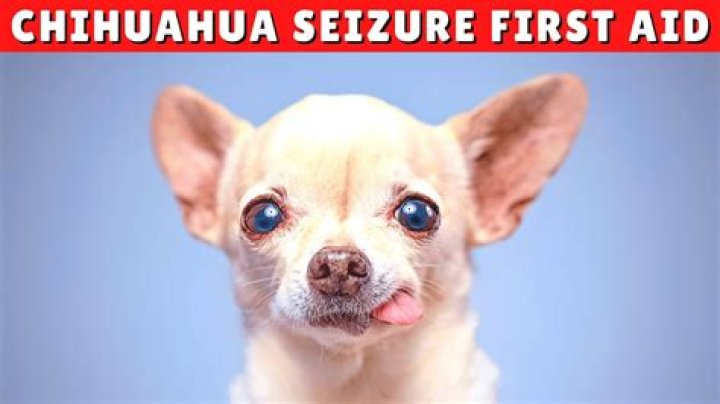 Why would my Chihuahua have a seizure?